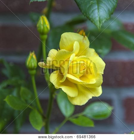 Bright yellow rose on a bush in a garden
