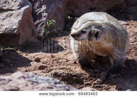 American Badger