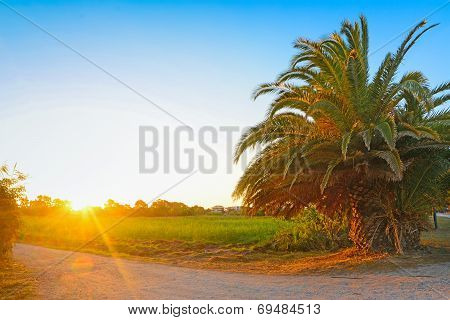 Palm At Dawn