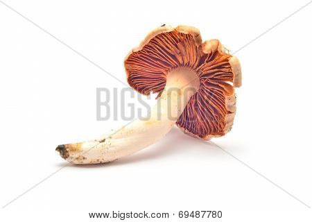 Cortinarius