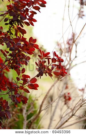 Leaves on bush in the garden