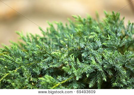 Green plant, outdoors