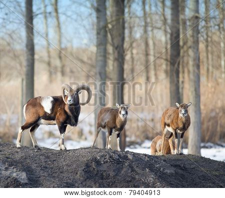 Mouflon Herd
