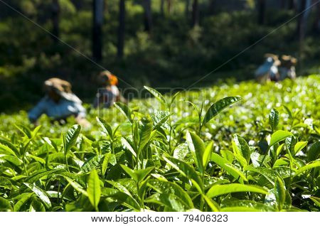Tea pickers working at Kerela India.