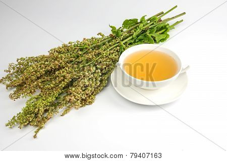 Fresh sorrel and tea cup