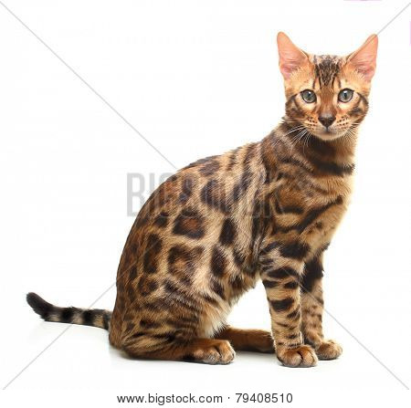 Cat isolated on white background. Bengal kitten