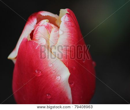 Tulip