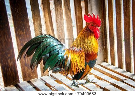 Figther Chicken Thai Race