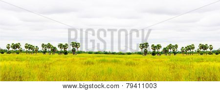 Green Field In Cloundy Day
