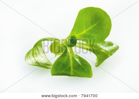 Insalata