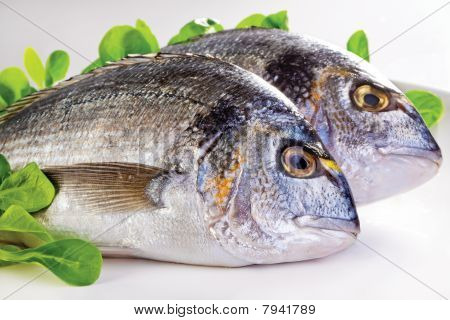 Dorada