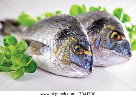 Dorada