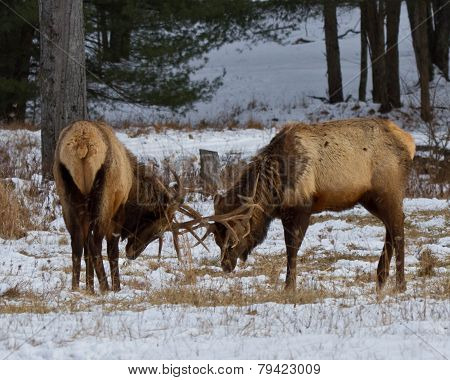 Elk In Benezette Pa