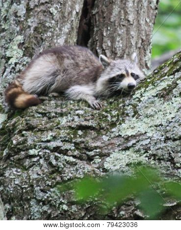 Lazy raccoon on a rainy day