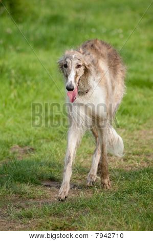 Borzoi