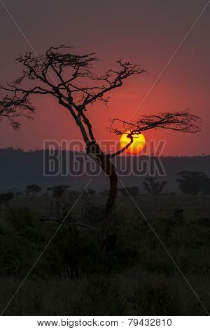 Tree silhouette in sunset