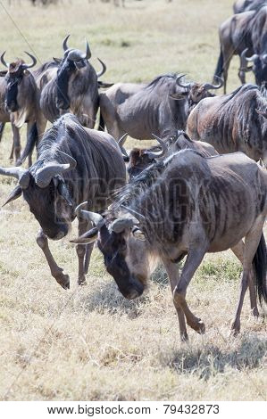 Wildebeests running and fighting