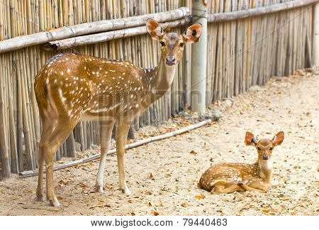 Mother And Baby. Chital, Cheetal, Spotted Deer Or Axis Deer In The Zoo.