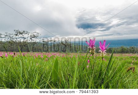 Siam Tulip Field