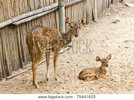Mother And Baby. Chital, Cheetal, Spotted Deer Or Axis Deer In The Zoo.