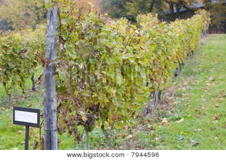 vinice