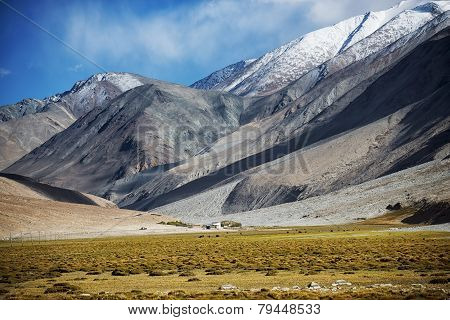 meadows and snow mountain range Ladakh ,India