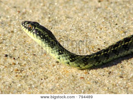 Snake (Liophis Anomalus)
