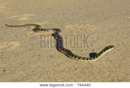 Snake (Liophis Anomalus)