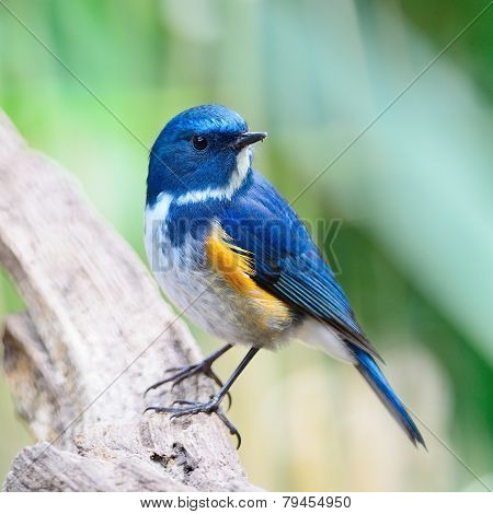Male Himalayan Bluetail