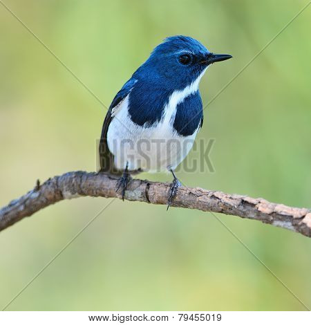 Male Ultramarine Flycatcher