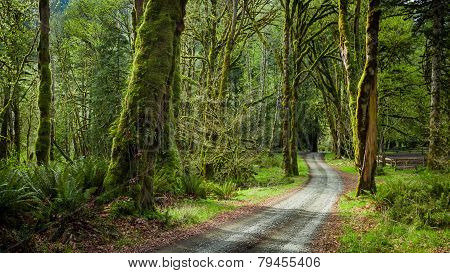 Deep Forest In Elwha River Trail, Olympic National Park
