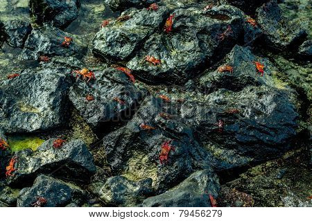 red crabs walking on rocks