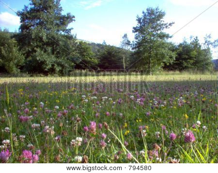 flower meadow
