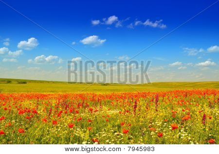 Coquelicots
