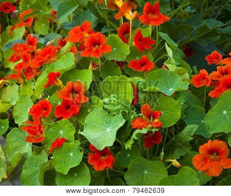 nasturtium