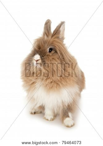 Lionhead rabbit.