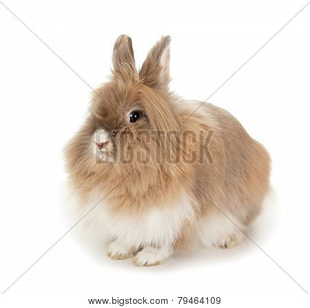 Lionhead rabbit.