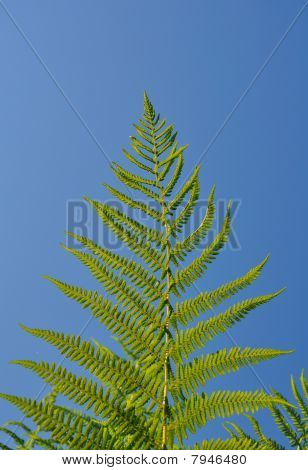 Feuille de fougère vert