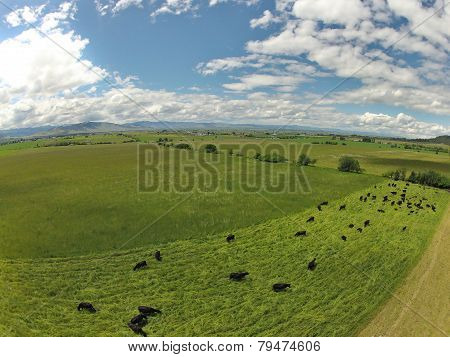 Aerial of cows grazing in green fields