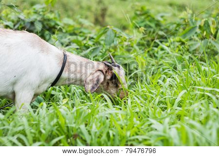 A White Goat Against Grass