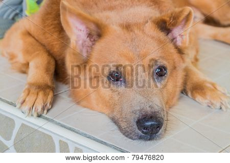 Portrait Young Dog Playing In The Meadow