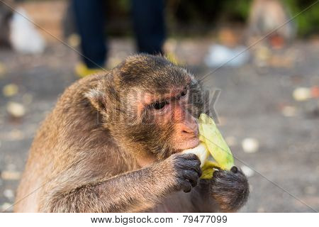 Monkey