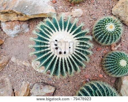 Cacti in the garden