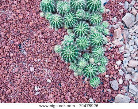 Cacti in the garden
