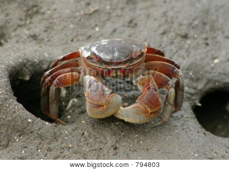 Krab (Chasmagnatus Granulata)
