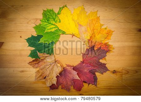 Life circle of a leaf, autumn colors, nature