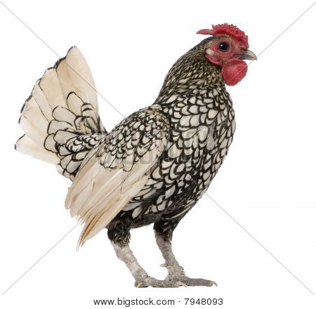 เลมอน Sebright ระกา 1 ปี ยืนกับพื้นหลังสีขาว