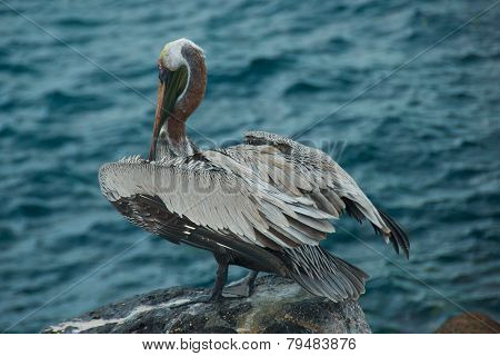 Pelican in Galapagos Islands