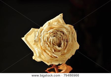 white rose with black background
