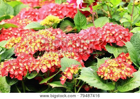 Hydrangea flowers